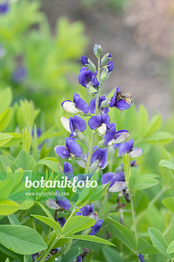 664046 - Faux indigotier (Baptisia Decadence Blueberry Sundae)