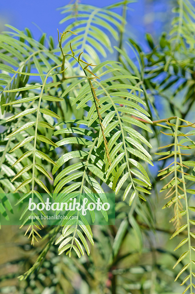 572084 - Faux-poivrier (Schinus molle)