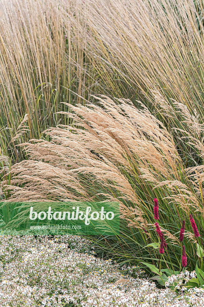 651025 - Feather grass (Stipa calamagrostis 'Algäu' syn. Achnatherum calamagrostis 'Algäu')