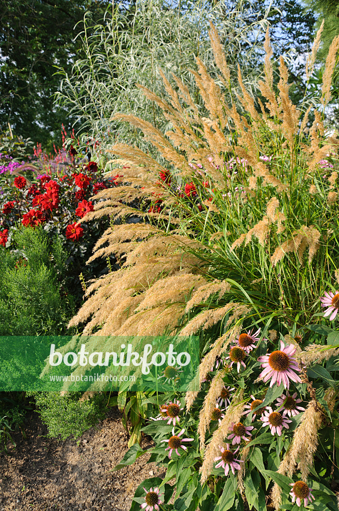 487159 - Feather grass (Stipa calamagrostis syn. Achnatherum calamagrostis) and purple cone flower (Echinacea purpurea)