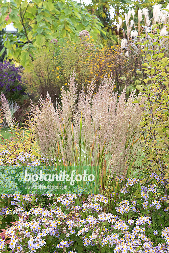 651130 - Feather reed grass (Calamagrostis arundinacea var. brachytricha syn. Achnatherum brachytricha) and aster (Aster ageratoides 'Asran')
