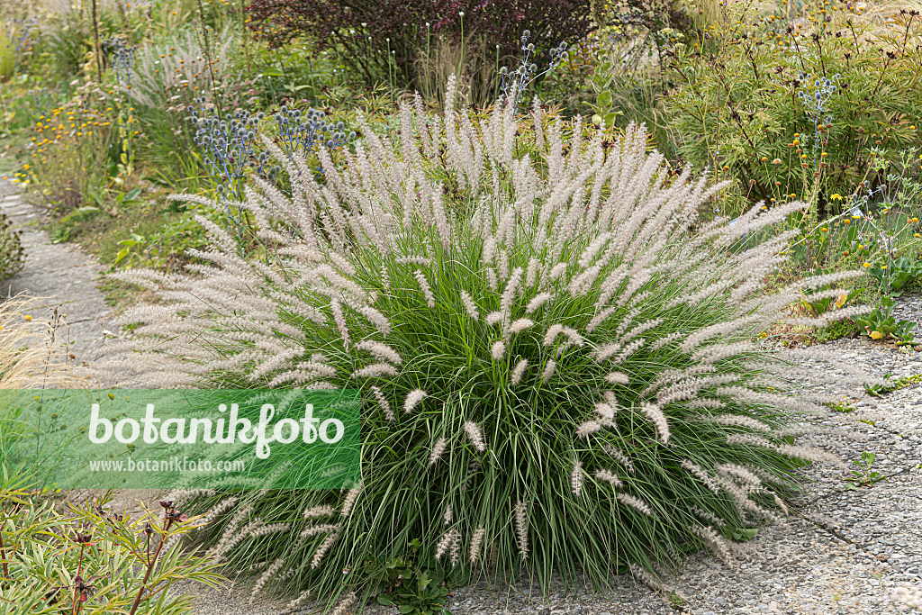 664290 - Federborstengras (Pennisetum orientale)