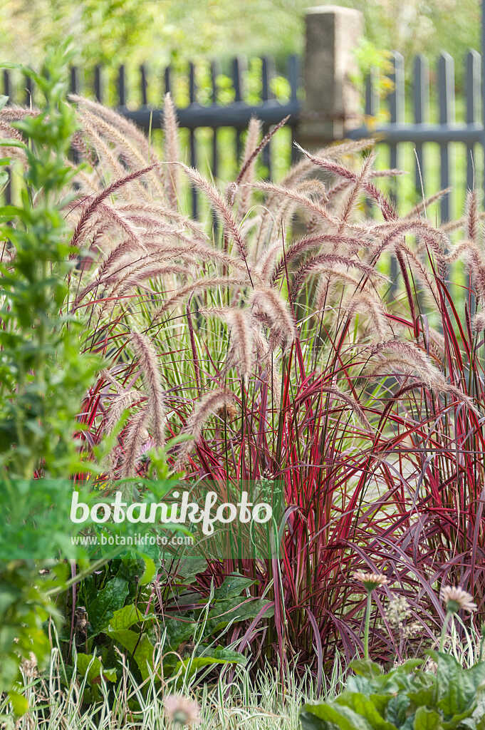 675271 - Federborstengras (Pennisetum setaceum 'Fireworks')
