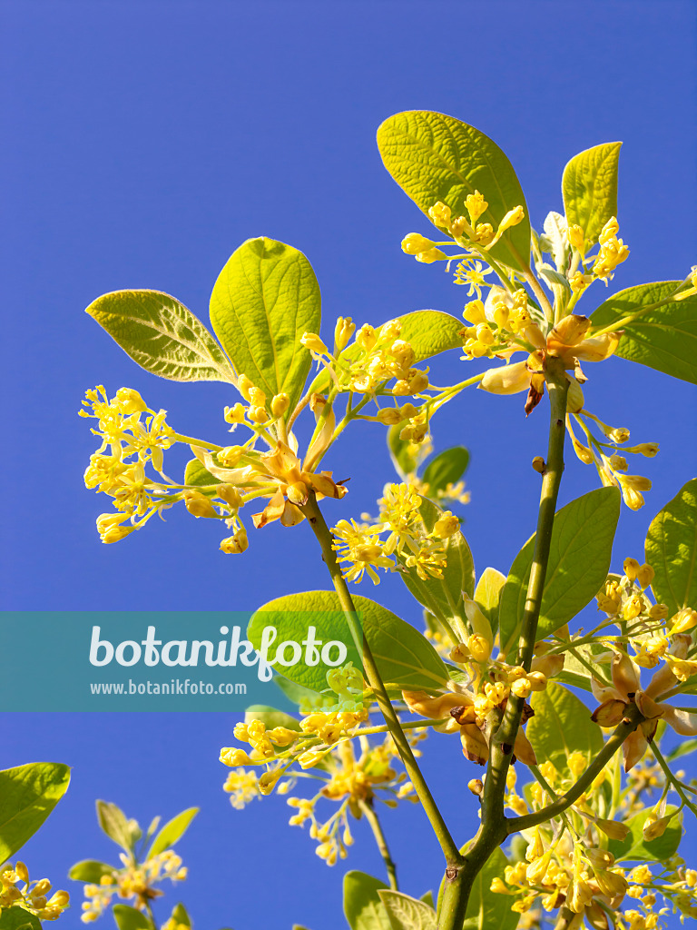 437220 - Fenchelholzbaum (Sassafras albidum)