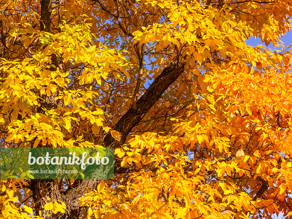 442116 - Fenchelholzbaum (Sassafras albidum)