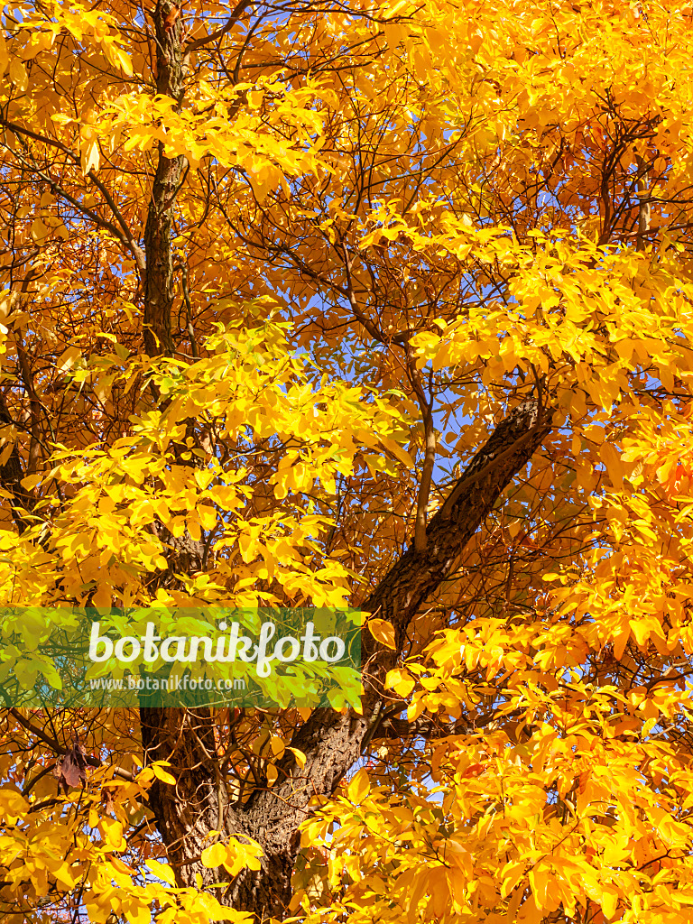 442117 - Fenchelholzbaum (Sassafras albidum)