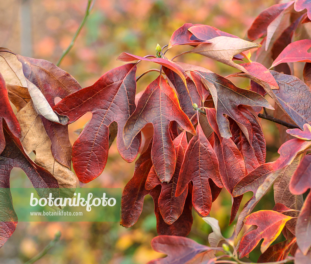 547298 - Fenchelholzbaum (Sassafras albidum)