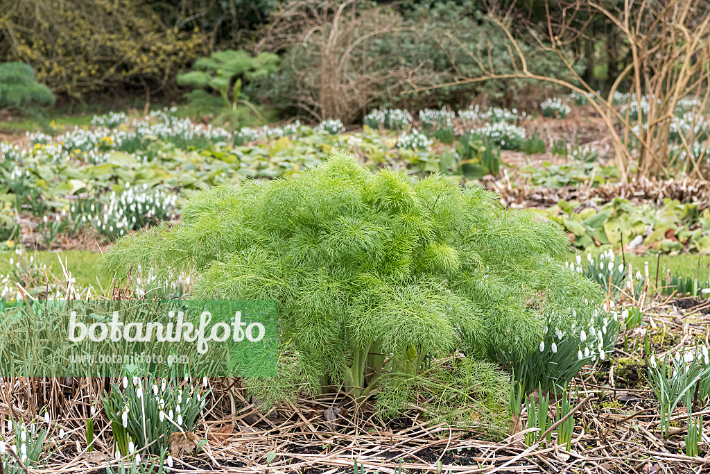 651273 - Fennel (Foeniculum vulgare)