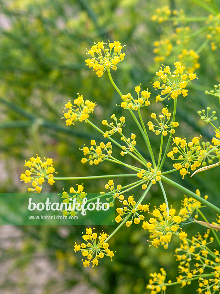 427239 - Fenouil commun (Foeniculum vulgare)