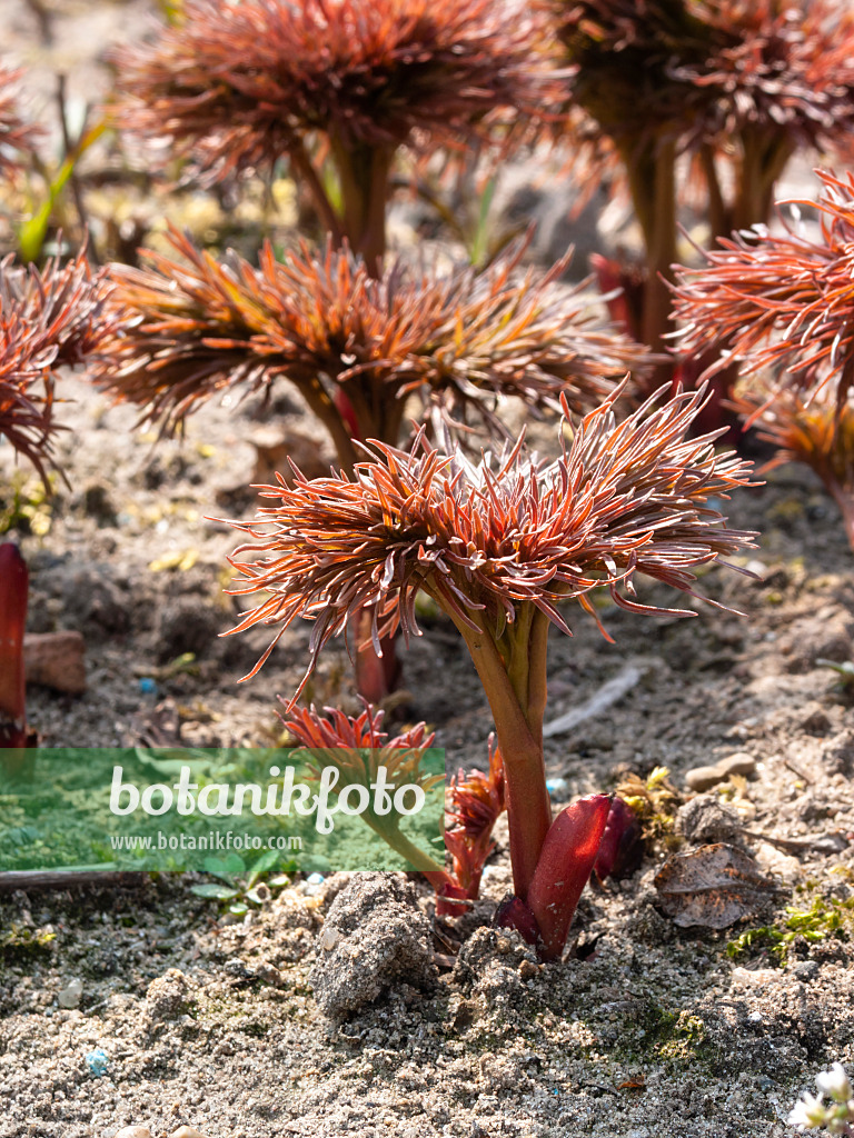 400051 - Fern leaf peony (Paeonia tenuifolia)
