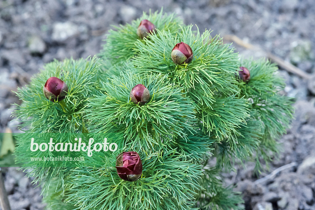 436194 - Fern leaf peony (Paeonia tenuifolia)