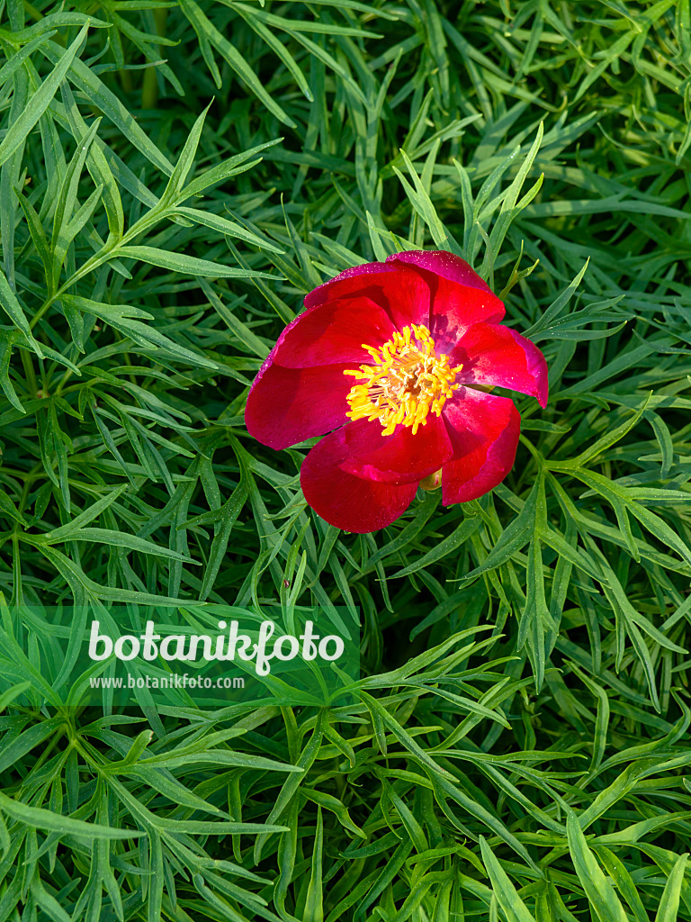 437285 - Fern leaf peony (Paeonia tenuifolia)