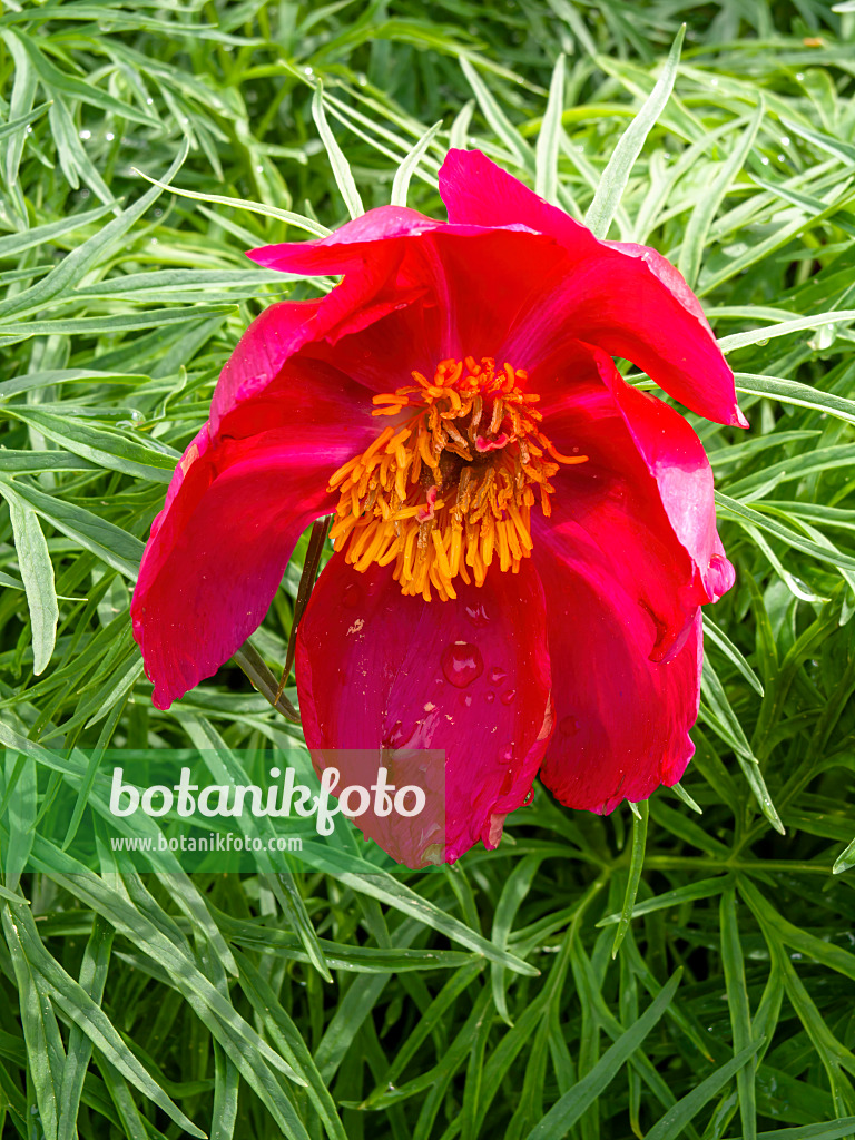 437317 - Fern leaf peony (Paeonia tenuifolia)