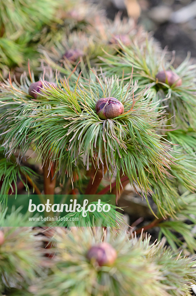 530032 - Fern leaf peony (Paeonia tenuifolia)