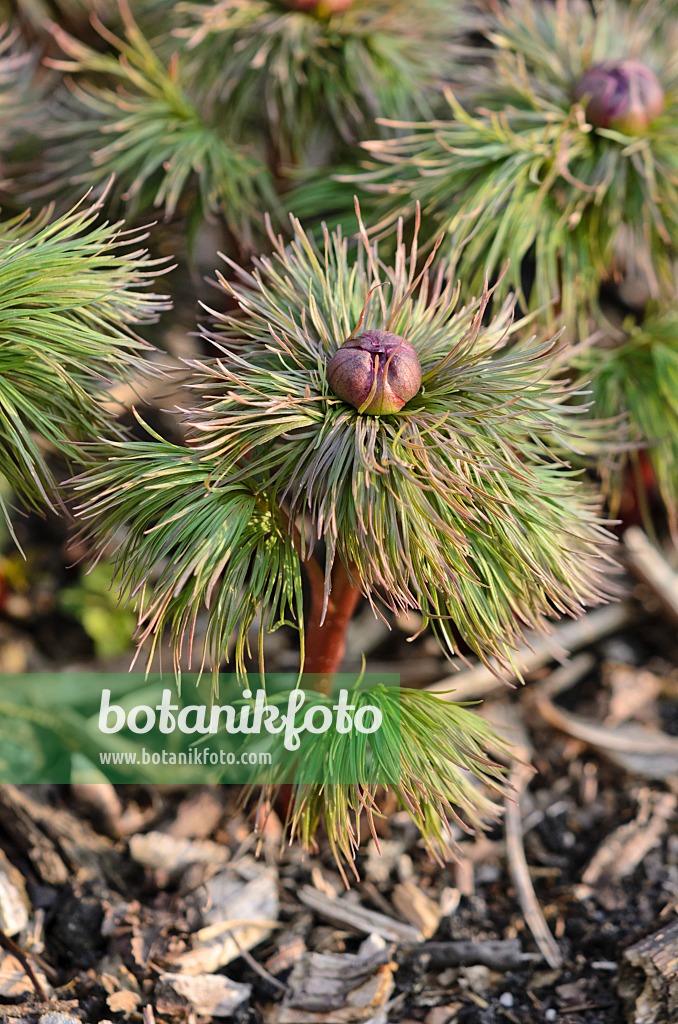 530033 - Fern leaf peony (Paeonia tenuifolia)
