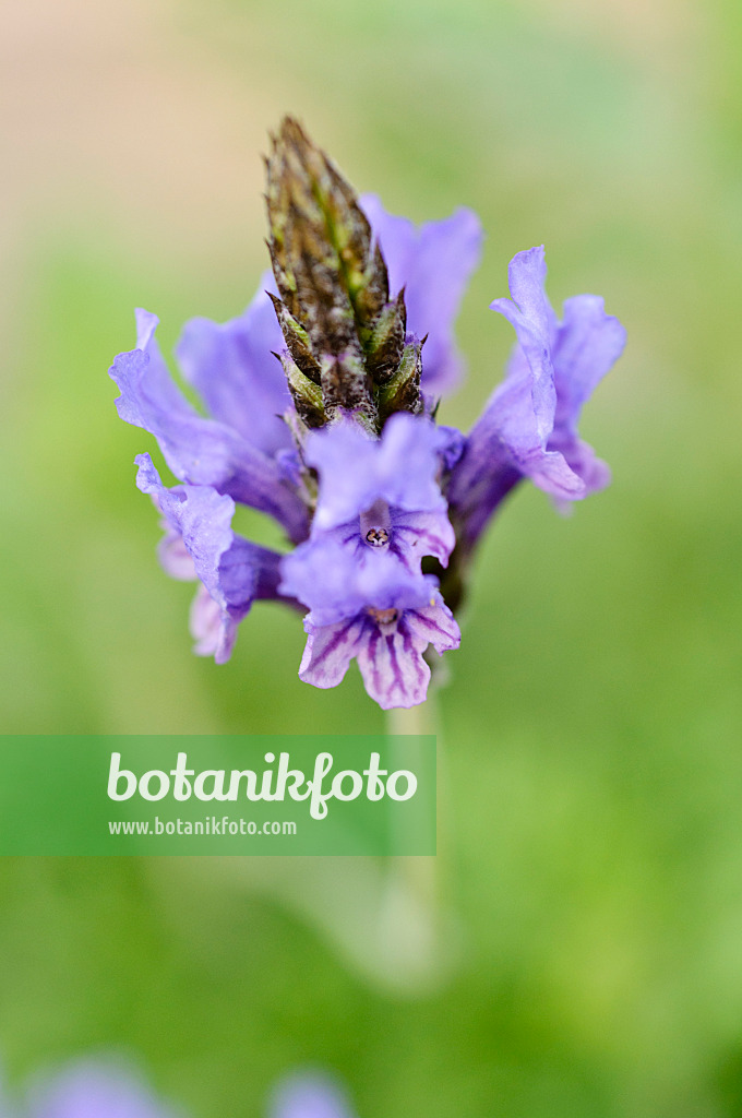 471064 - Fernleaf lavender (Lavandula multifida)