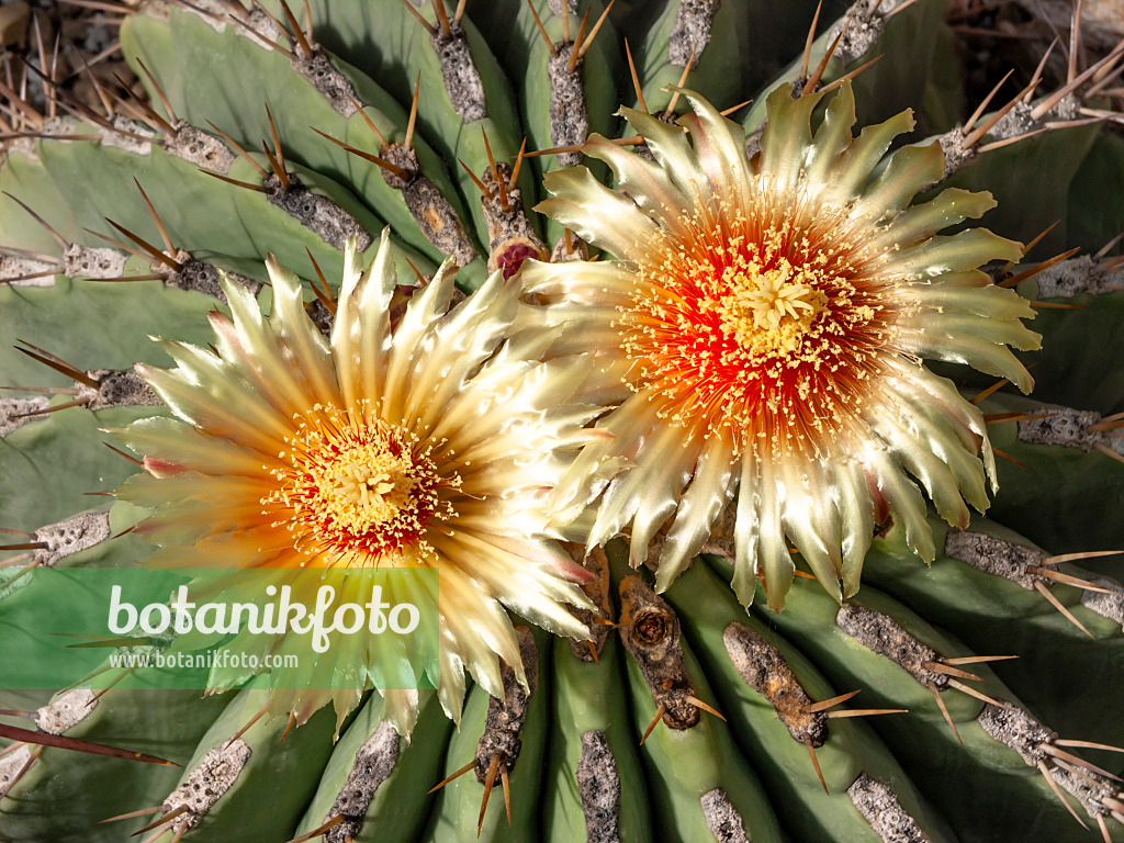 439236 - Ferocactus potsii