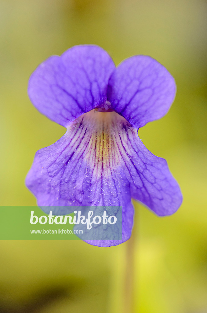 555084 - Fettkraut (Pinguicula grandiflora subsp. rosea x vallisneriifolia)