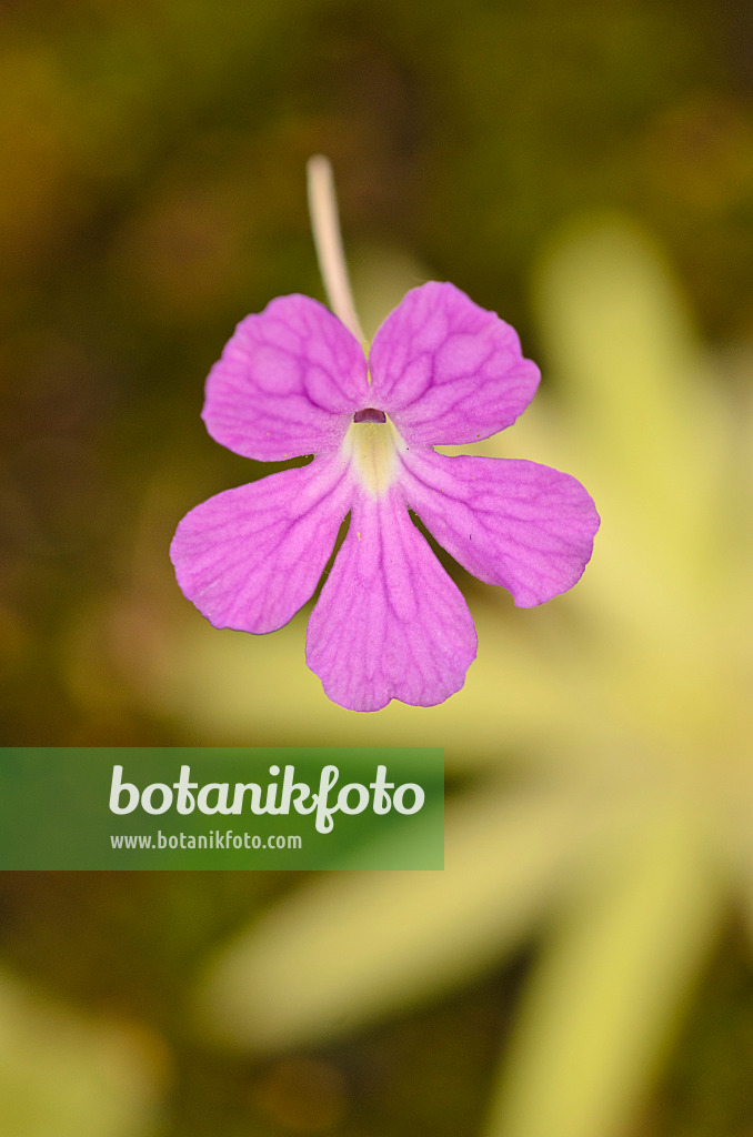 547347 - Fettkraut (Pinguicula moctezumae x emarginata)