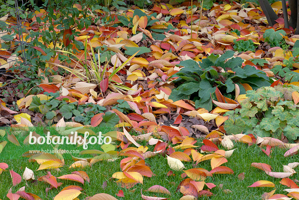463098 - Feuilles d'automne