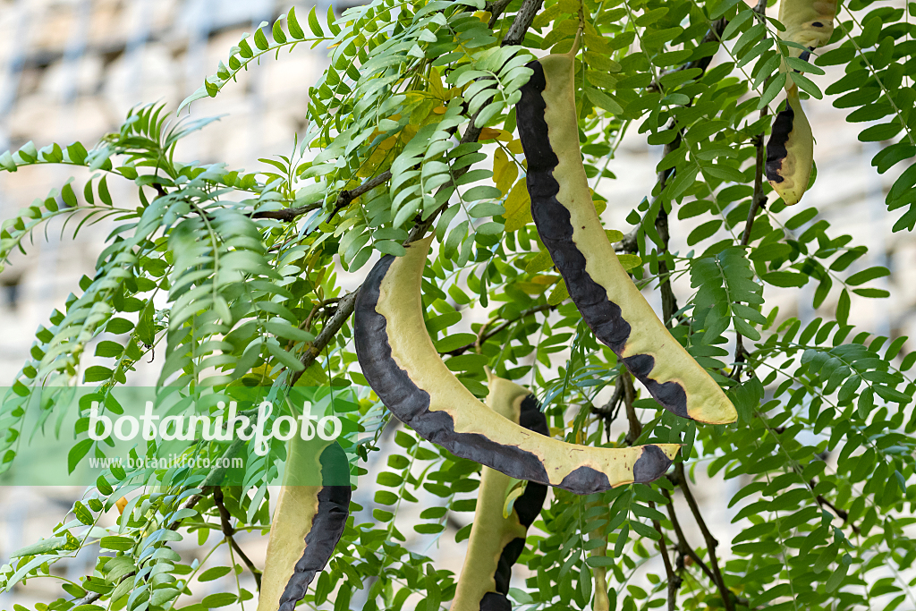 664156 - Févier d'Amérique (Gleditsia triacanthos 'Inermis')