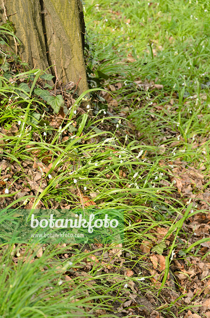 555052 - Few flowered leek (Allium paradoxum)