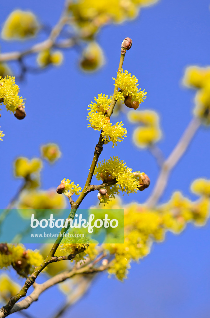 530020 - Fieberstrauch (Lindera obtusiloba)