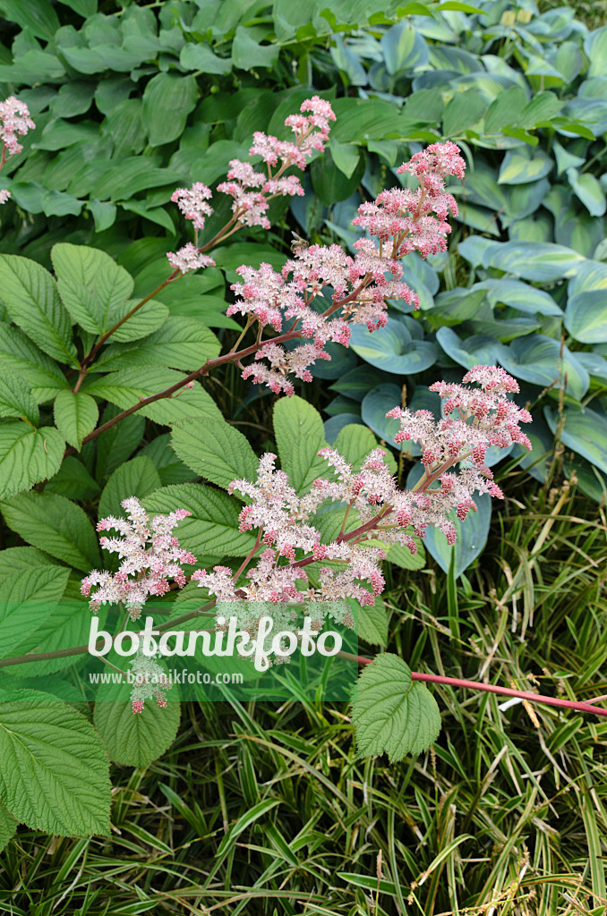 497106 - Fiederblättriges Schaublatt (Rodgersia pinnata 'Maurice Mason')