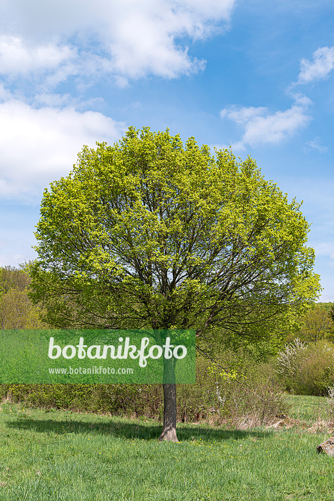 651009 - Field maple (Acer campestre)