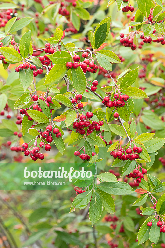 664040 - Filzige Apfelbeere (Aronia arbutifolia)