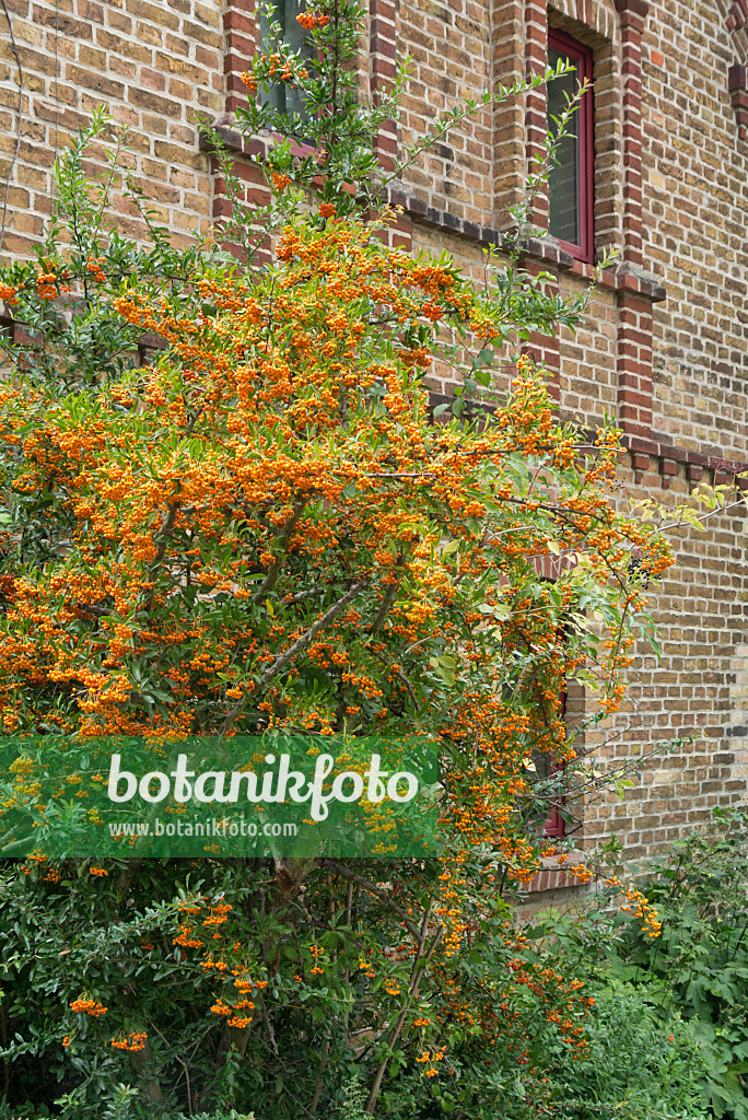 548114 - Firethorn (Pyracantha)