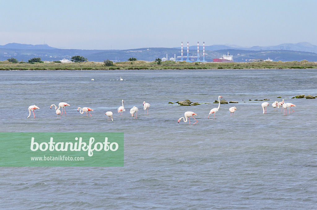 557076 - Flamant rose (Phoenicopterus roseus), Camargue, France