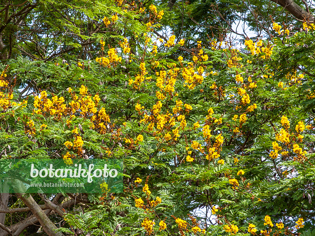 434265 - Flamboyant jaune (Peltophorum pterocarpum)
