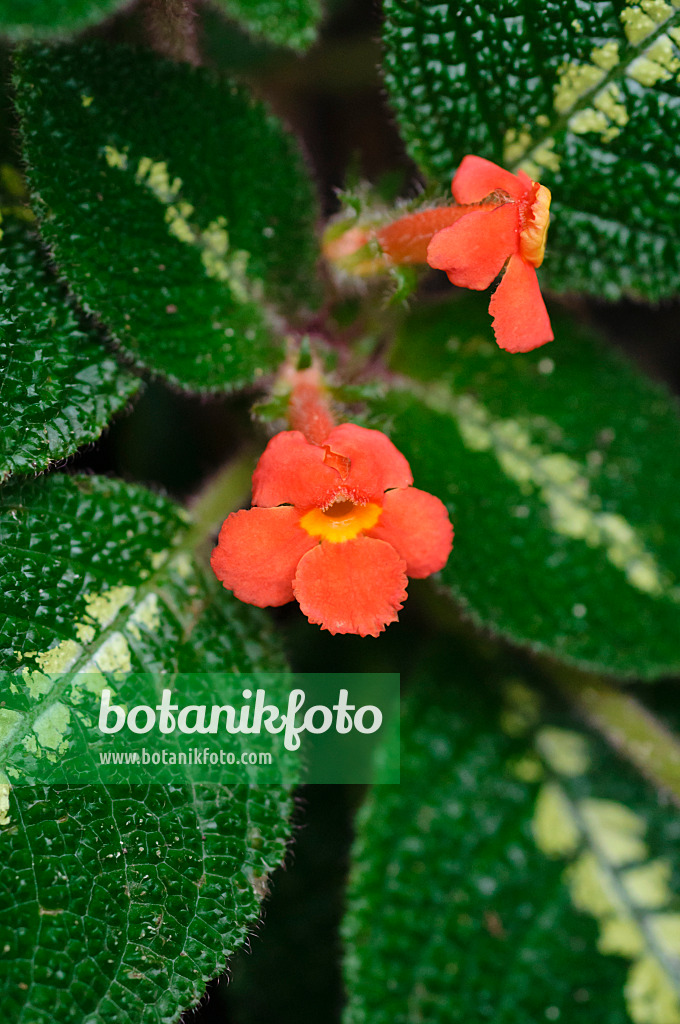 480001 - Flame violet (Episcia cupreata)