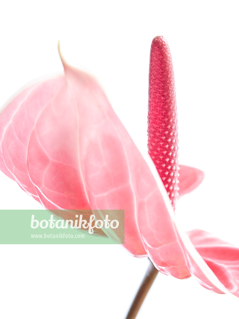433132 - Flamingoblume (Anthurium)