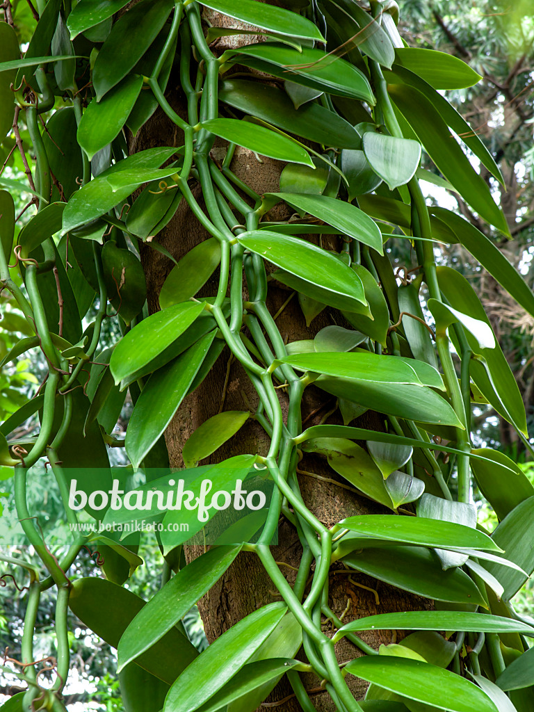 434272 - Flat-leaved vanilla (Vanilla planifolia)