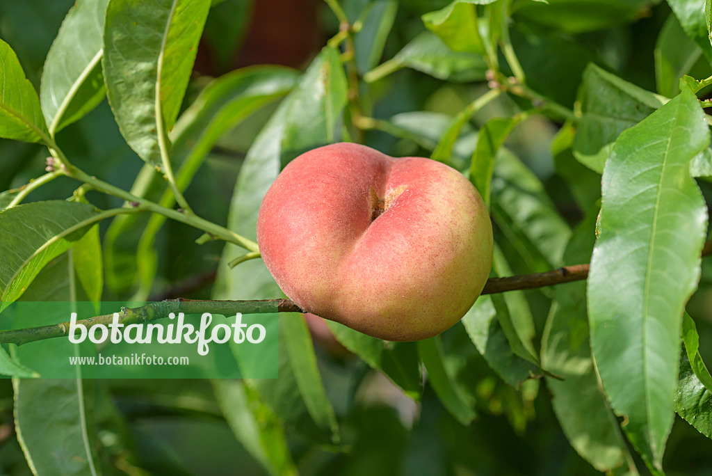 575268 - Flat peach (Prunus persica var. platycarpa 'Platifun')