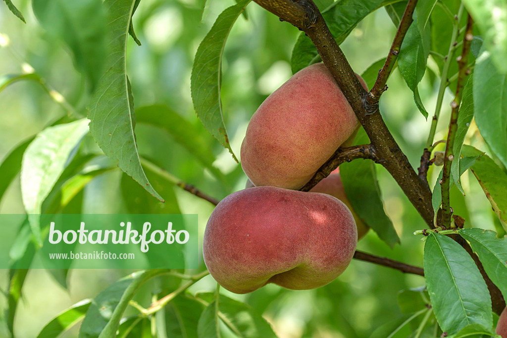 575269 - Flat peach (Prunus persica var. platycarpa 'Platifun')