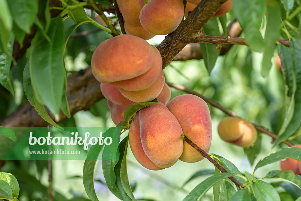 575274 - Flat peach (Prunus persica var. platycarpa 'Sandwich gelb')