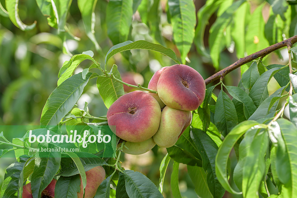 575280 - Flat peach (Prunus persica var. platycarpa 'Ufo 4')