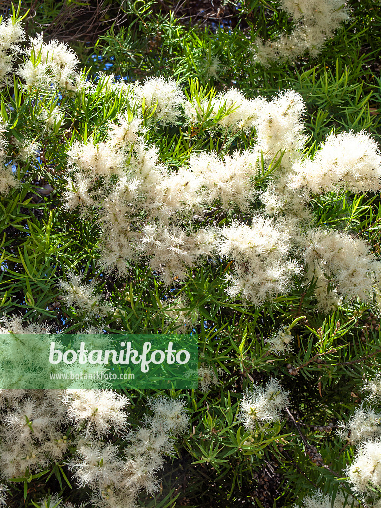 455314 - Flax leaf paperbark (Melaleuca linearifolia)