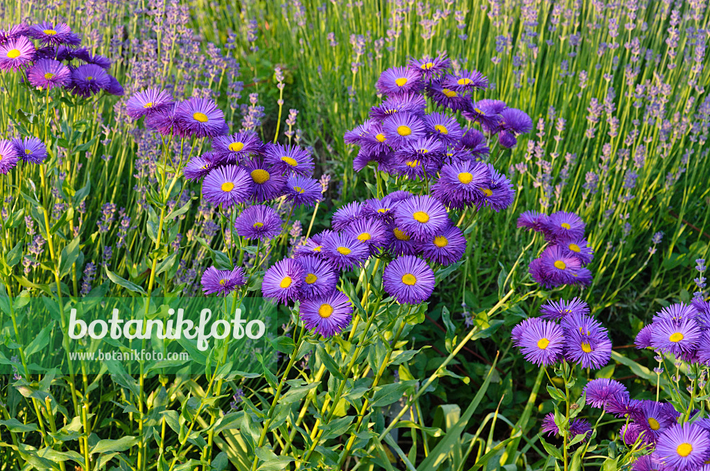 473154 - Fleabane (Erigeron) and lavender (Lavandula)