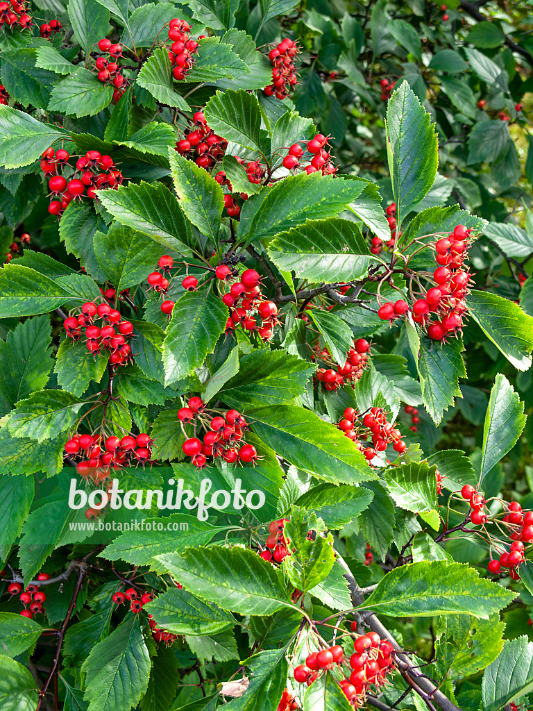 441033 - Fleshy hawthorn (Crataegus succulenta)