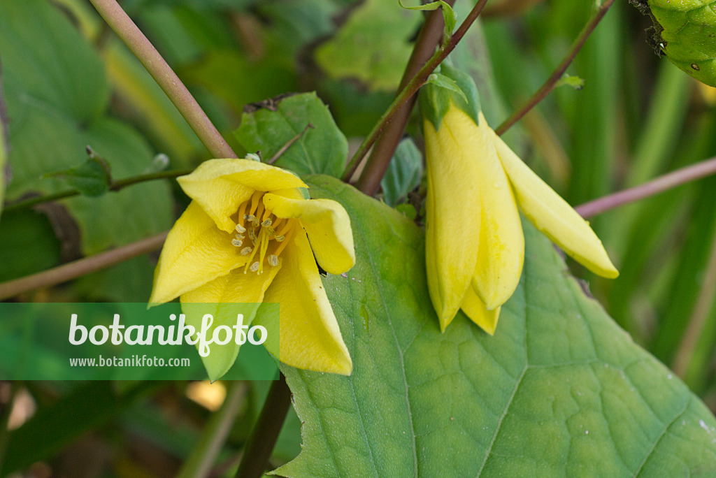 548135 - Fleur de cire (Kirengeshoma palmata)