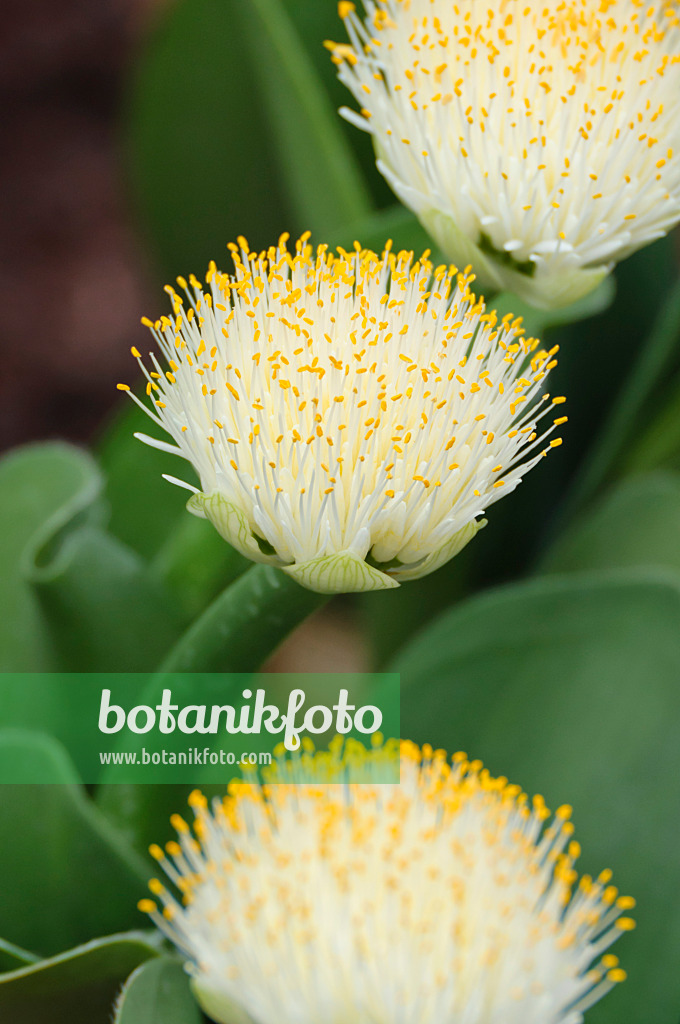 476277 - Fleur de sang blanche (Haemanthus albiflos)