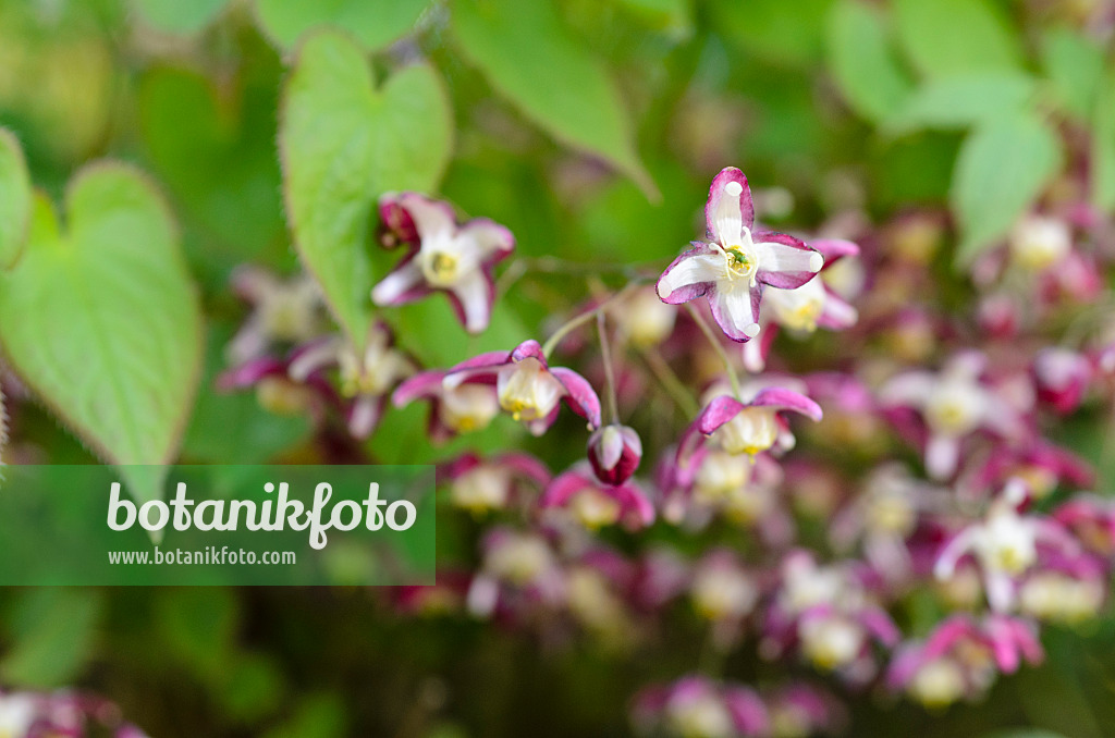 495157 - Fleur des elfes (Epimedium alpinum)