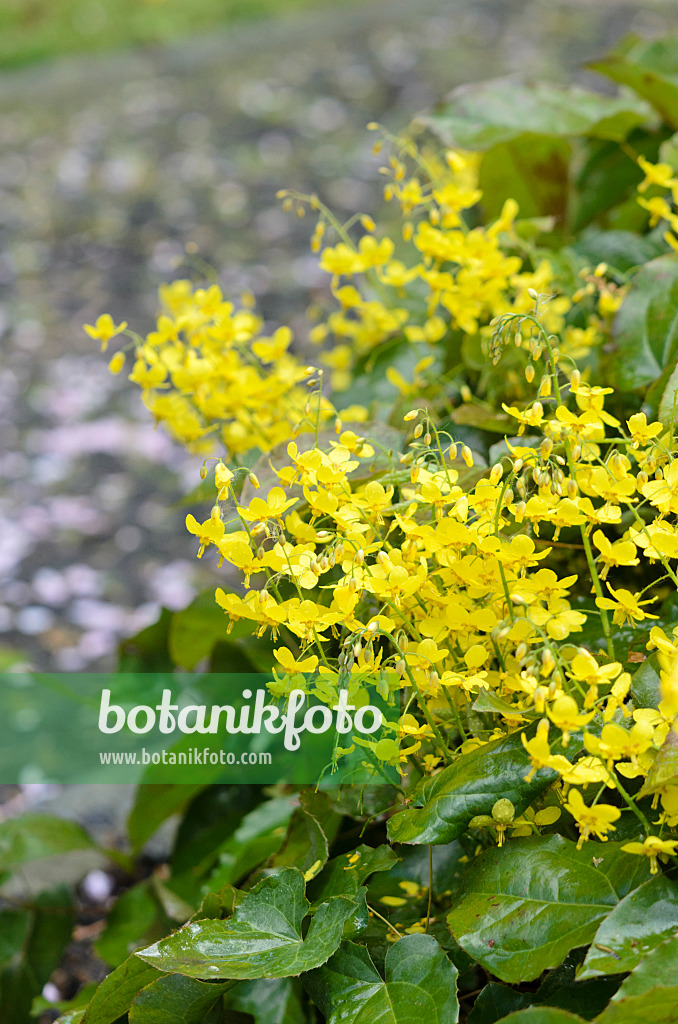 531090 - Fleur des elfes (Epimedium x perralchicum 'Frohnleiten')