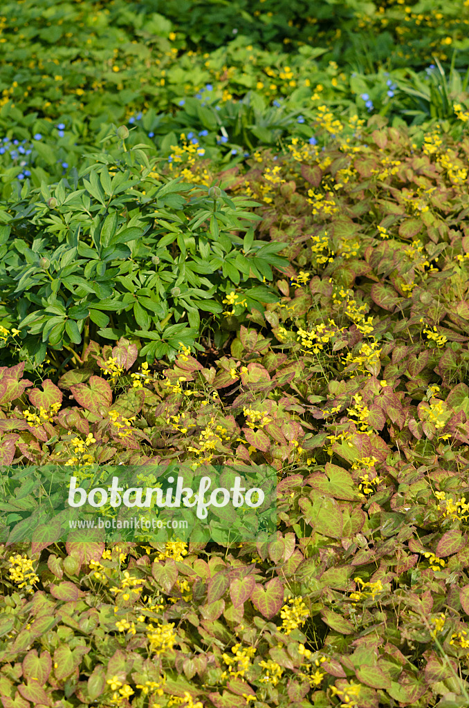 543075 - Fleur des elfes (Epimedium x perralchicum 'Frohnleiten')