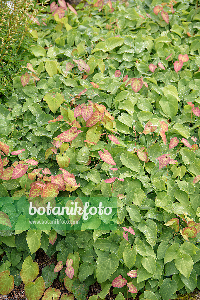 651235 - Fleur des elfes (Epimedium x perralchicum 'Frohnleiten')