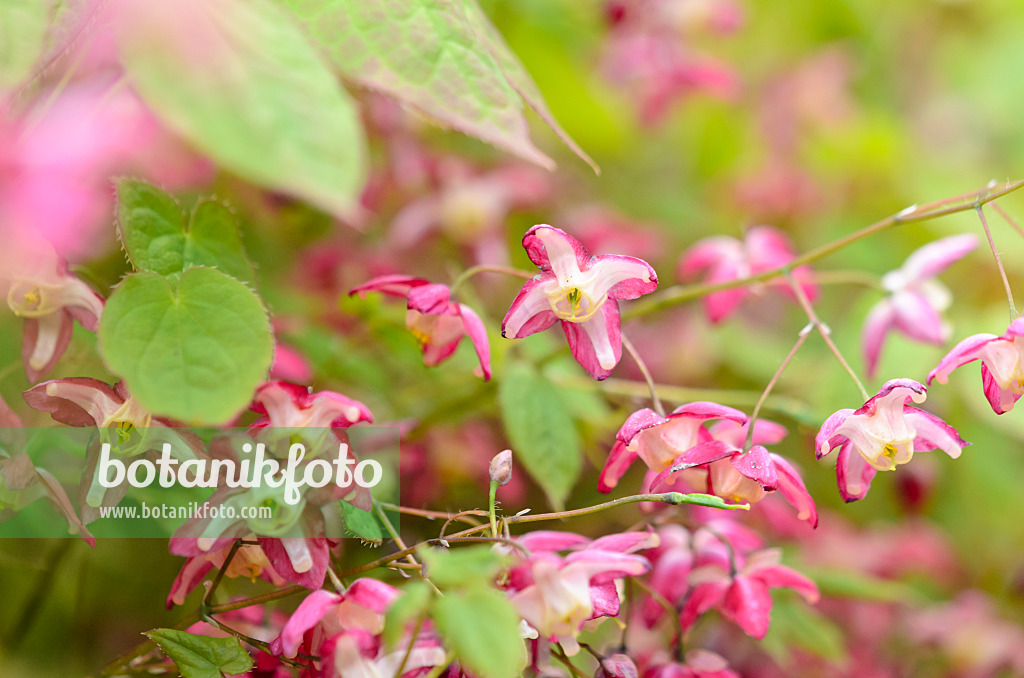 531071 - Fleur des elfes (Epimedium x rubrum)